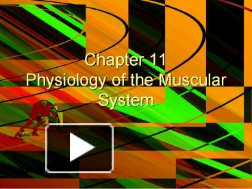 PPT – Chapter 11 Physiology Of The Muscular System PowerPoint ...