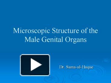 Ppt Microscopic Structure Of The Male Genital Organs Powerpoint