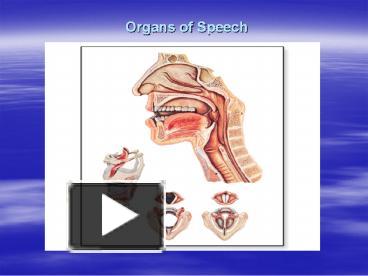 organs of speech in phonetics ppt