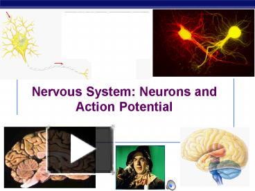 PPT Nervous System Neurons And Action Potential PowerPoint