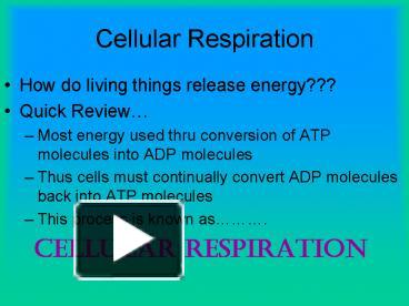 PPT – Cellular Respiration PowerPoint Presentation | Free To Download ...