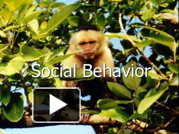 PPT – Social Behavior PowerPoint Presentation | Free To View - Id ...