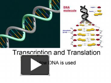 PPT – Transcription And Translation PowerPoint Presentation | Free To ...