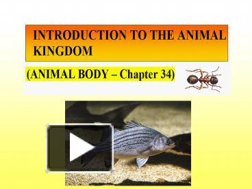 PPT – Animals = invertebrates and vertebrates (95% of all animals are