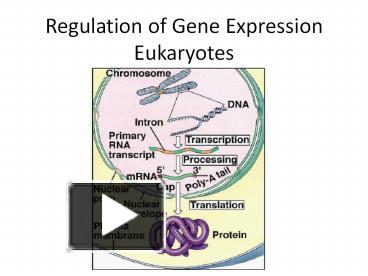 PPT – Regulation Of Gene Expression Eukaryotes PowerPoint Presentation ...