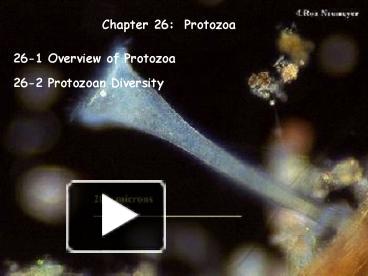 PPT – Chapter 26: Protozoa PowerPoint Presentation | Free To View - Id ...