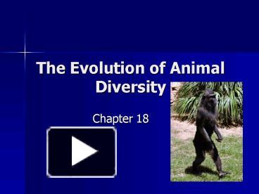 PPT – The Evolution Of Animal Diversity PowerPoint Presentation | Free ...