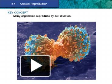 PPT – KEY CONCEPT Many Organisms Reproduce By Cell Division. PowerPoint ...