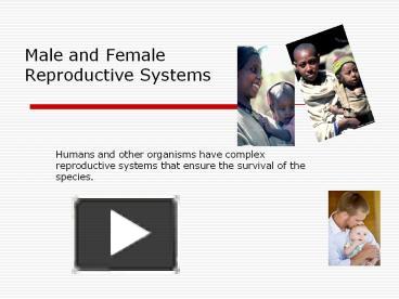 PPT – Male And Female Reproductive Systems PowerPoint Presentation ...