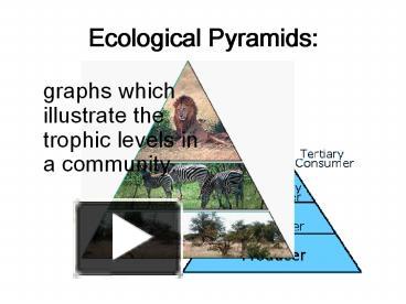 PPT – Ecological Pyramids: PowerPoint Presentation | Free To View - Id ...