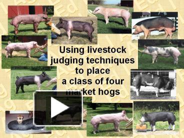 PPT – Using Livestock Judging Techniques To Place A Class Of Four ...