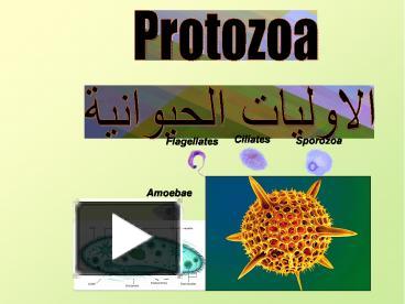 PPT – Protozoa PowerPoint Presentation | Free To Download - Id: 75f2f1 ...