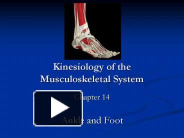 PPT – Kinesiology Of The Musculoskeletal System PowerPoint Presentation ...