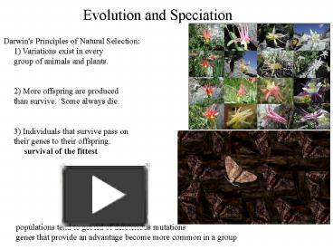 PPT – Evolution And Speciation PowerPoint Presentation | Free To View ...