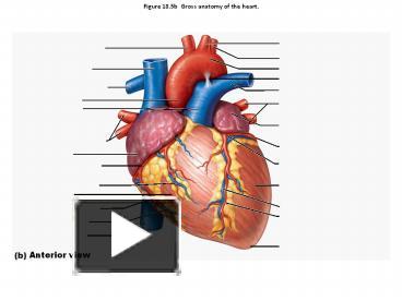 gross anatomy of heart ppt