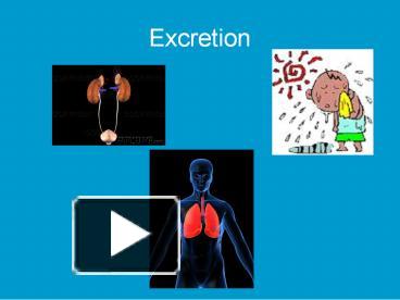 Ppt Excretion Powerpoint Presentation Free To Download Id E