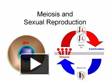 PPT Meiosis And Sexual Reproduction PowerPoint Presentation Free To