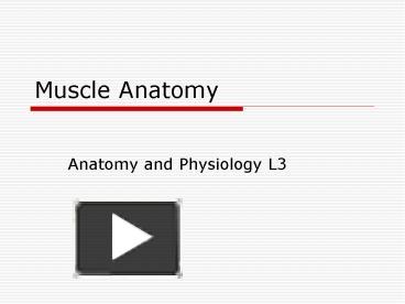 anatomy of muscles ppt pdf