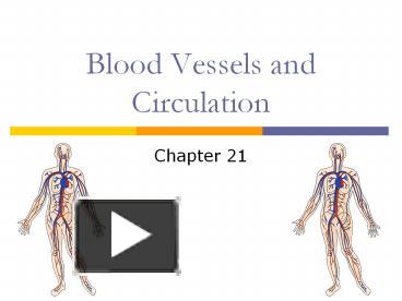 PPT Blood Vessels And Circulation PowerPoint Presentation Free To