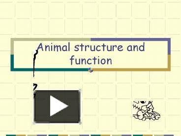 PPT – Animal Structure And Function PowerPoint Presentation | Free To ...