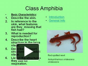 PPT – Class Amphibia PowerPoint presentation | free to view - id