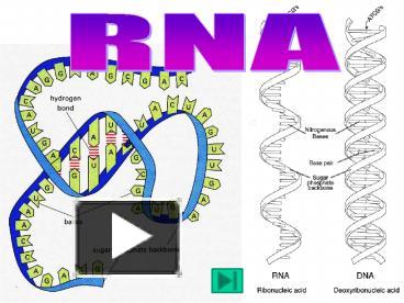 PPT – RNA PowerPoint Presentation | Free To Download - Id: 81b9a0-NzQwZ