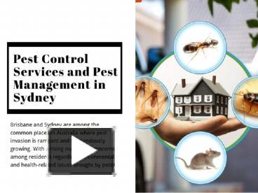 PPT – Pest Control Services And Pest Management In Sydney PowerPoint ...