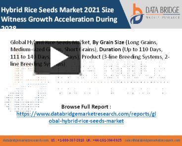 PPT – Hybrid Rice Seeds Market 2021 Dynamics Analysis, Size Witness ...