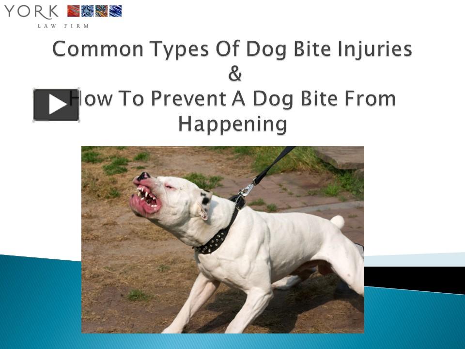 PPT – Sacramento Dog Bite Attorney - York Law Firm USA PowerPoint presentation | free to