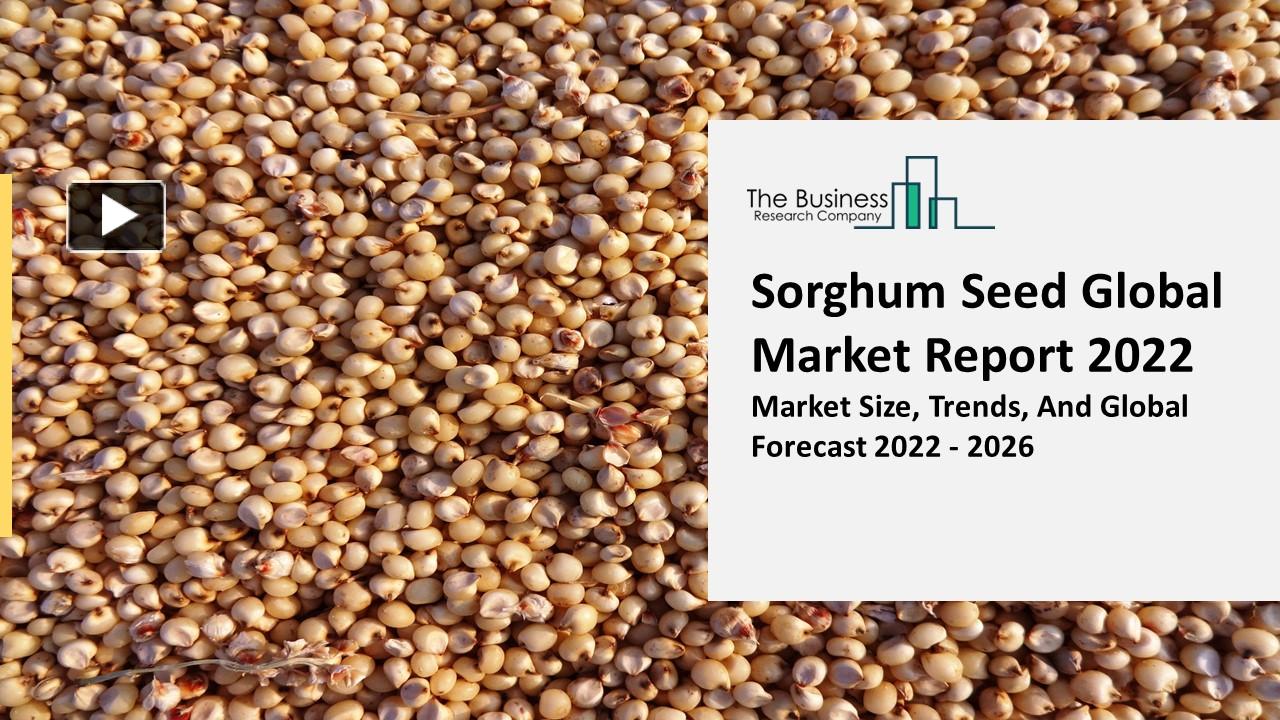 PPT – Sorghum Seed Market Demand, Business Opportunities And Share ...