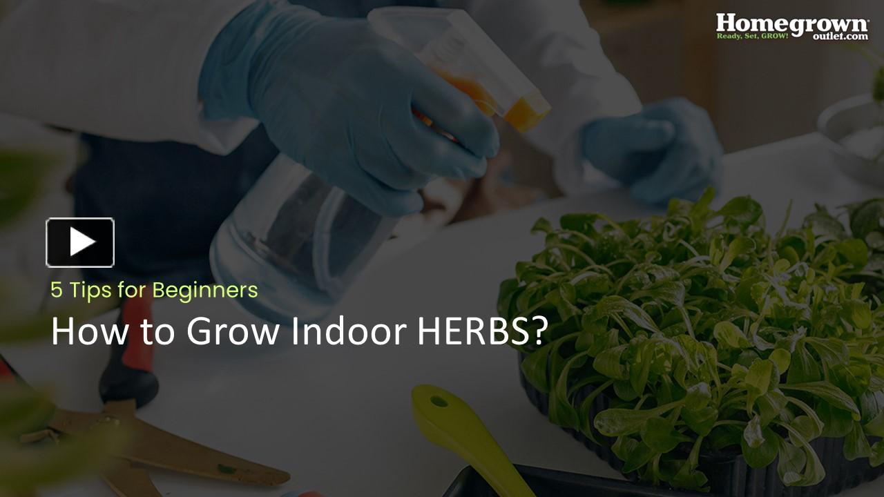 Ppt How To Grow Indoor Herbs Powerpoint Presentation Free To Download Id 98fa7d Oti3y 1877