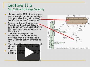 PPT – Lecture 11 B Soil Cation Exchange Capacity PowerPoint ...