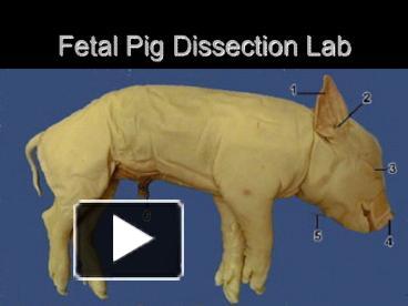Ppt Fetal Pig Dissection Lab Powerpoint Presentation Free To View