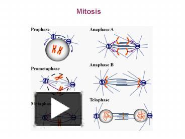 PPT – Mitosis PowerPoint Presentation | Free To View - Id: Dde56-NGQ5N