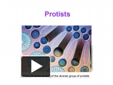 PPT – Protists PowerPoint Presentation | Free To View - Id: E2cf3-ZDc1Z