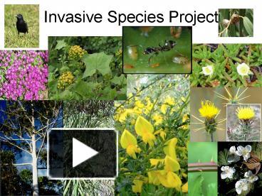 PPT – Invasive Species Project PowerPoint Presentation | Free To View ...