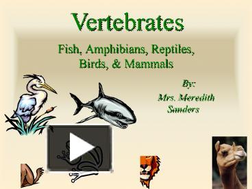 PPT – Fish, Amphibians, Reptiles, Birds, PowerPoint Presentation | Free ...