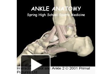 muscles of foot and ankle ppt