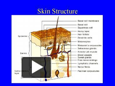 PPT Skin Structure PowerPoint Presentation Free To View Id Feeab MWVjY