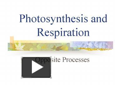 PPT – Photosynthesis and Respiration PowerPoint presentation | free to ...