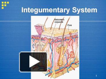 PPT – Integumentary System PowerPoint presentation | free to view - id ...