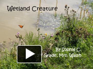 PPT – Wetland Creature PowerPoint Presentation | Free To View - Id ...