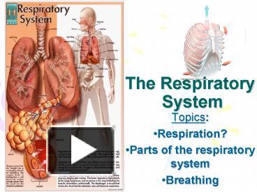 PPT – The Respiratory System PowerPoint presentation | free to view ...