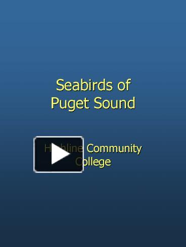 PPT – Seabirds of Puget Sound PowerPoint presentation | free to view ...