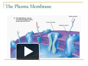 PPT – The Plasma Membrane PowerPoint presentation | free to view - id ...