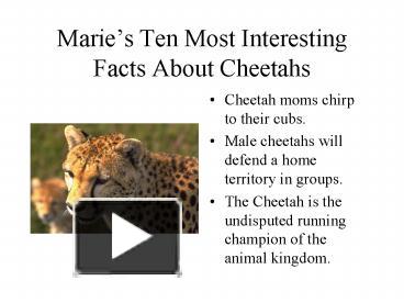 PPT – Maries Ten Most Interesting Facts About Cheetahs PowerPoint ...