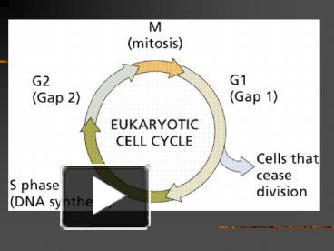 PPT – sea urchin cell division PowerPoint presentation | free to view ...