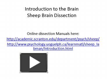 PPT – Introduction to the Brain Sheep Brain Dissection PowerPoint ...