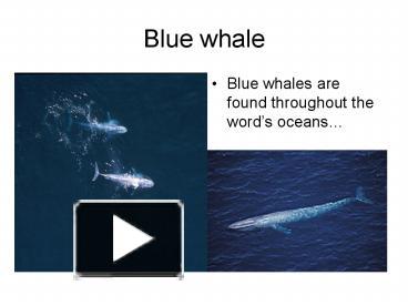 PPT – Blue whale PowerPoint presentation | free to view - id: 3f303-ZDdlN