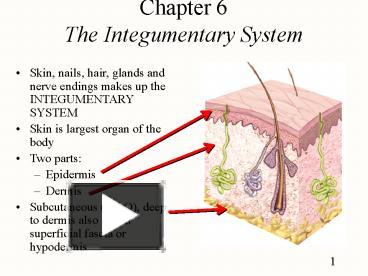 PPT – Chapter 6 The Integumentary System PowerPoint presentation | free ...